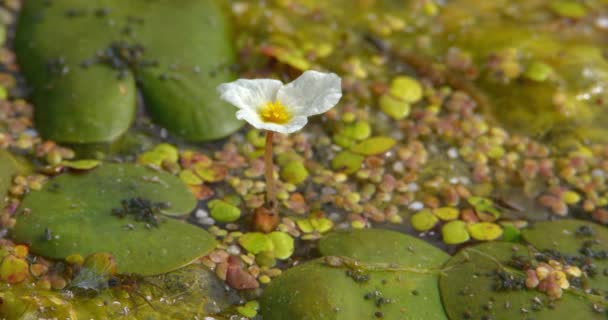 水生植物に覆われた池の表面の白い共通のカエルビットの花 — ストック動画