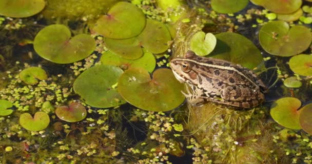 セルビアの池の表面にリリーの葉の上にまだ立っているバルカンカエル — ストック動画