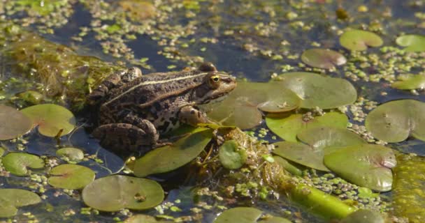 近照的巴尔干青蛙在池塘上的水百合叶上 — 图库视频影像