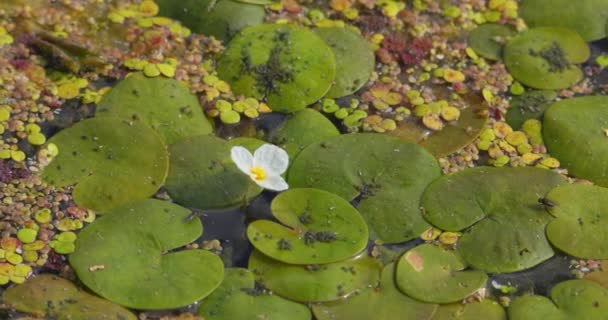 Small White Flower Common Frogbit Growing Large Green Leaves Pond — Stock Video
