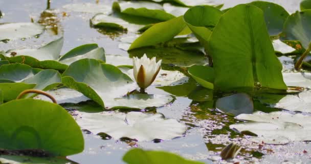 Бутон Белого Цветка Лилии Большими Зелеными Листьями Открывающимися — стоковое видео