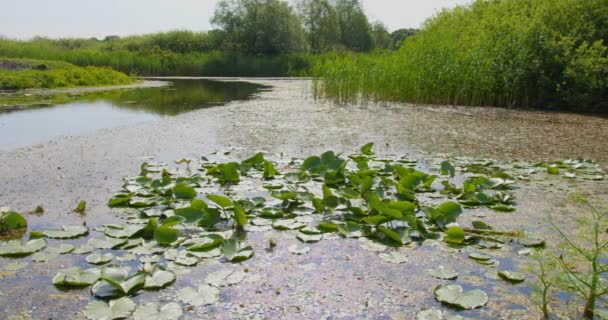 Zambakları Yosunları Otlar Kamışlarla Çevrili Bir Gölün Yüzeyinde — Stok video