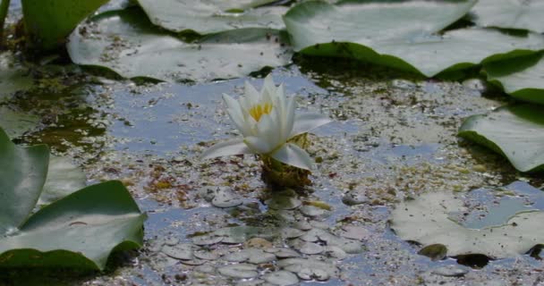 White Water Lily Floating Pond Surface Insects Fly — Stock Video
