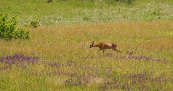 Fawn Its Mother Run Meadow Full Wild Sage Other Wildflowers — Stock Video