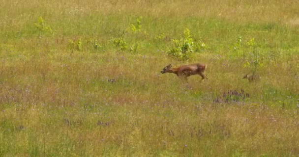 美丽的雌鹿和它可爱的小鹿在草地上奔跑 — 图库视频影像