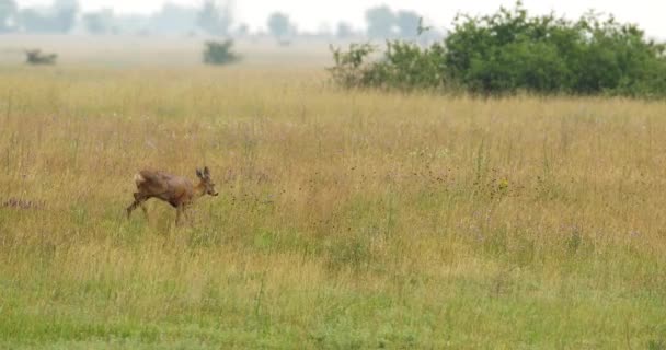 Beautiful Shot Female Roe Deer Grazing Wildflowers Meadow Summer — Stock Video