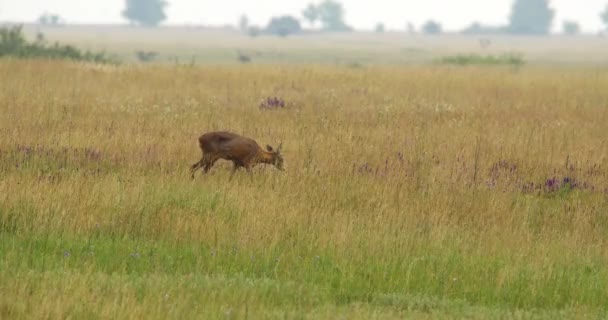 Une Biche Chevreuil Marche Dans Prairie Cherche Nourriture — Video