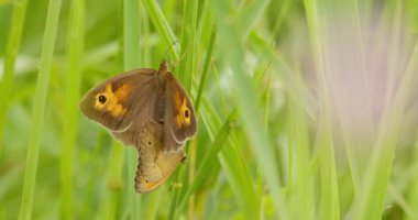 Ekstrem, iki çayır kahverengi kelebeğinin çimlerin üzerinde hasırlaşması görüntüsünü kaybediyor.