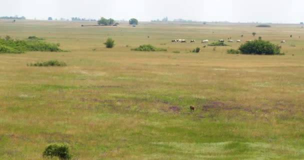 Wide Shot Pasture Herd Cows Background Roe Deer Front — Stock Video