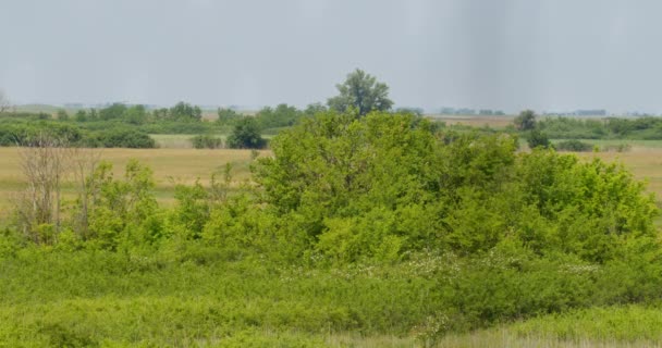 Grand Buisson Avec Feuillage Vert Tiennent Dans Prairie Dans Chaude — Video