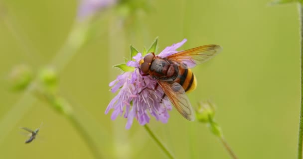 Extreme Close Shot Hornet Mimic Hoverfly Lilac Flower Scabiosa — Stok Video