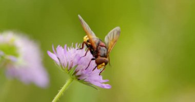 Eşek arısı taklidi yapan uçan sineğin nektarı emdiği aşırı yakın çekim görüntüleri.