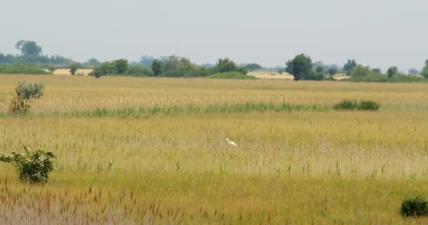 Great White Egret Hidden Tall Dry Grass Wilderness — Stock Video