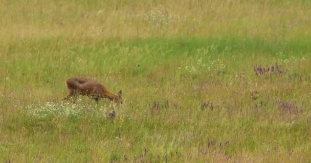 雌鹿在野花上吃草 幼鹿藏在草中的镜头 — 图库视频影像