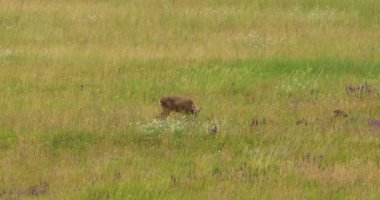 Çayır otlağındaki dişi karaca yumurtası görüntüsü.