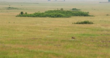 Dişi geyik ve yavrusunun engin bir çayırda durduğu doğa görüntüleri.