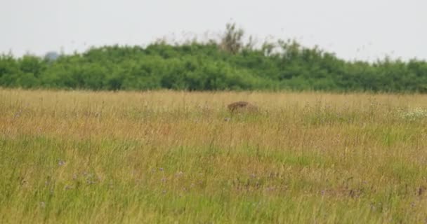 雌鹿躲藏在高高的草地和野花中 — 图库视频影像