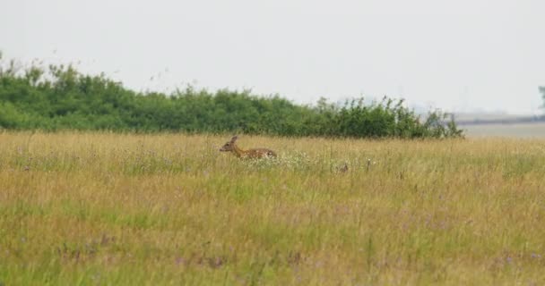 Female Roe Deer Grazing Pasture Carefully Look While Chewing — Stock Video