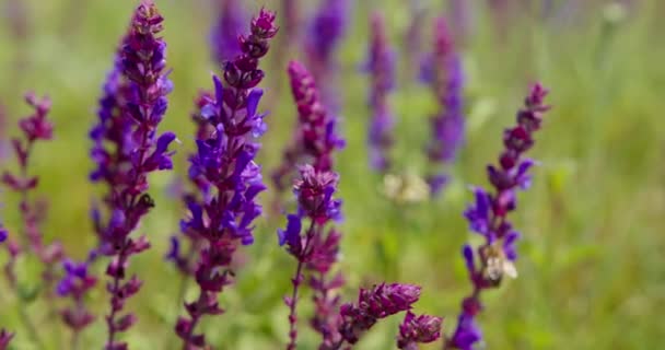草原上的野生鼠尾草紫色花朵的美丽近景 — 图库视频影像