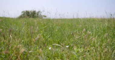 Yeşil duvar arpası rüzgarda dalgalanıyor