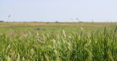 Yazın rüzgârda dalgalanan arpa tarlasının yakın görüntüsü