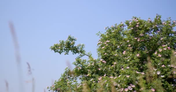 Egy Virágzó Kutya Rózsabokor Csípővel Kék Felé — Stock videók