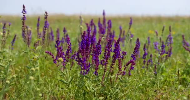 Close View Wild Sage Green Meadow — Stock Video