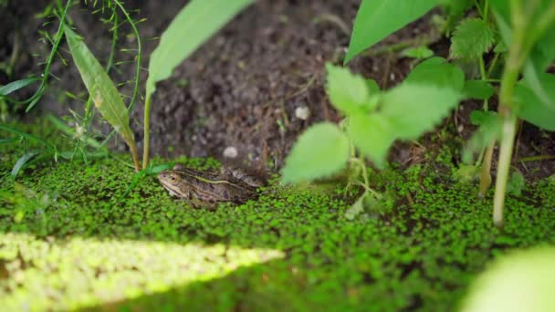 Small Balkan Frog Sit Peacefully Edge Pond Duckweed — Stock Video