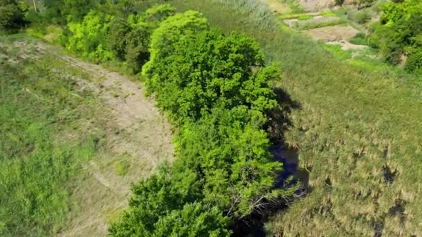 Drone Voa Sobre Exuberantes Arbustos Verdes Grama Pequeno Lago Escondido — Vídeo de Stock