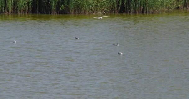 Черноголовые Чайки Плавают Мирному Озеру Окаймленному Тростником Над Ним Летают — стоковое видео