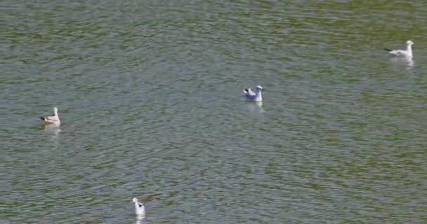 Красивые Кадры Природы Несколькими Черноголовыми Чайками Плавающими Озере — стоковое видео