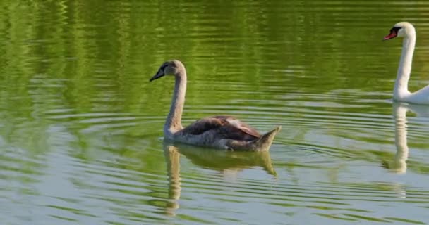 Cisnes Mudos Juvenis Nadam Pacificamente Com Seus Pais Lago — Vídeo de Stock