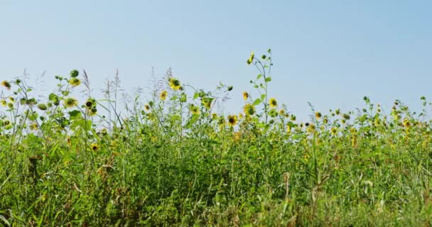 Malerische Naturaufnahmen Von Sonnenblumenfeldern Unter Klarem Blauen Himmel Sommer — Stockvideo