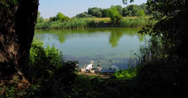 草や木に囲まれた湖岸にムートスワンの家族が立っています — ストック動画