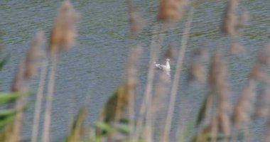 Siyah başlı martı, sazlıkların arkasından yakalanan su akıntısı yüzünden yüzüyor.