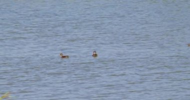 İki yavru yaban ördeği gölde huzur içinde yüzüyor.