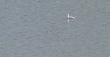 Siyah başlı martı göl yüzeyinde huzur içinde yüzer.