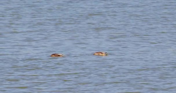 Две Молоденькие Утки Ныряют Головой Озеро Время Плавания — стоковое видео