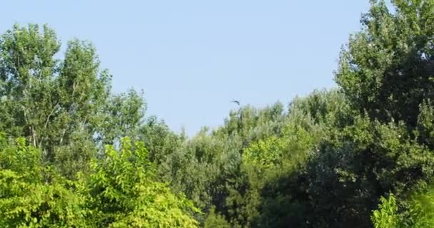 Птица Летит Пышным Зеленым Пологом Высокого Дерева Фоне Голубого Неба — стоковое видео