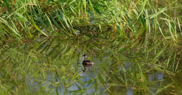 Little Grebe Swims Pond Fallen Tree Branch Lush Foliage — Stock Video