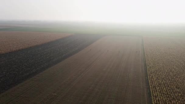 Drone Repül Körül Hatalmas Mezőgazdasági Területen Elfogja Vadászok Séta — Stock videók