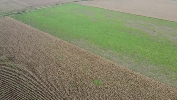 Drone Flies Green Golden Cultivated Fields Plain Countryside — Stock Video