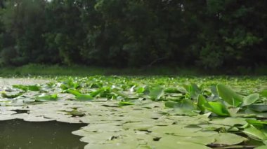 Su zambağı yaprakları ağaçlarla çevrili bir göletin yüzeyinde yüzer.