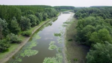 Yukarıdan görünen bitkilerle sığ bir nehir.