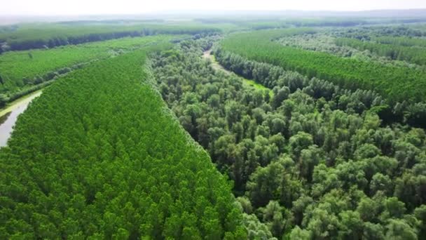 Řeka Tekoucí Velkým Lesem Různými Druhy Stromů Drone Pov — Stock video