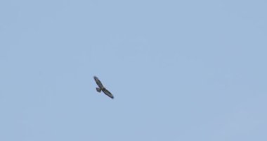 Açık mavi gökyüzünde uçan bir kartal