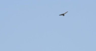 Açık mavi gökyüzünde uçan bir kartalın görüntüsü