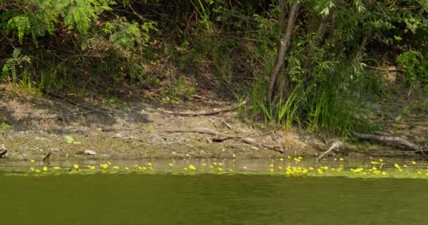 Filmagem Margem Lago Coberto Flores Amarelas Como Pássaro Branco Voa — Vídeo de Stock