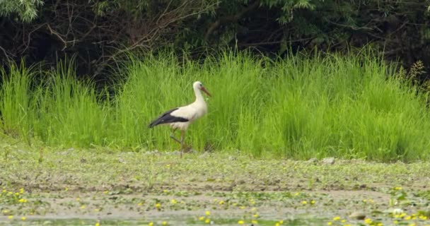 鹤小心翼翼地寻找食物的自然镜头 — 图库视频影像
