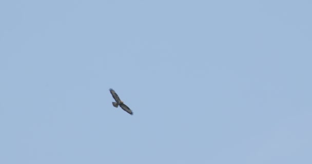 Ένας Αετός Που Πετάει Έναν Καταγάλανο Ουρανό — Αρχείο Βίντεο